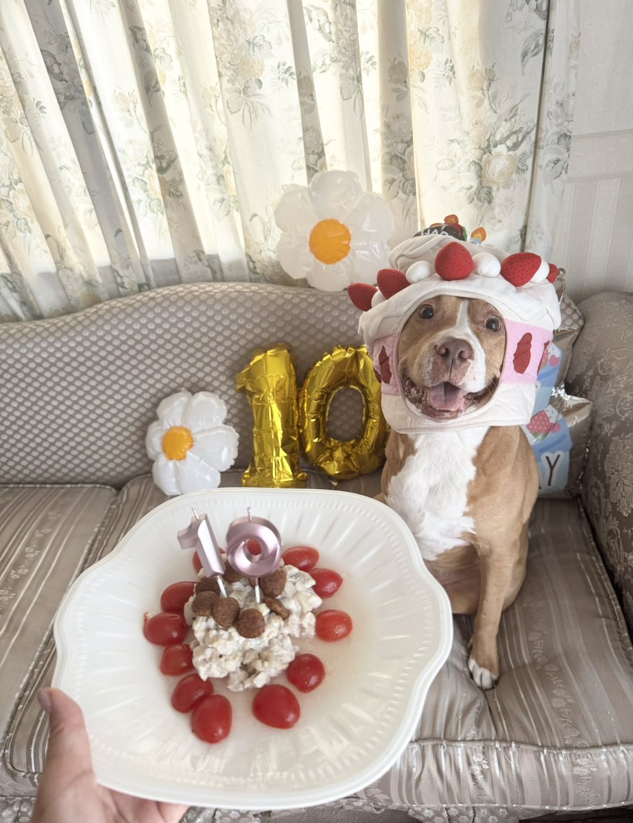 jun_jun66's tweet photo. おはようございます☀

今日は愛犬レオの10歳のお誕生日🎂

3本足になり大好きなお散歩は減ったけれど、毎日たくさん食べてリラックスして過ごしてくれています🍖
10歳もレオのペースで、美味しく楽しく、穏やかな日々を過ごせますように🐾

#お誕生日 #10歳 #愛犬 https://t.co/RL6Ct6GAbS