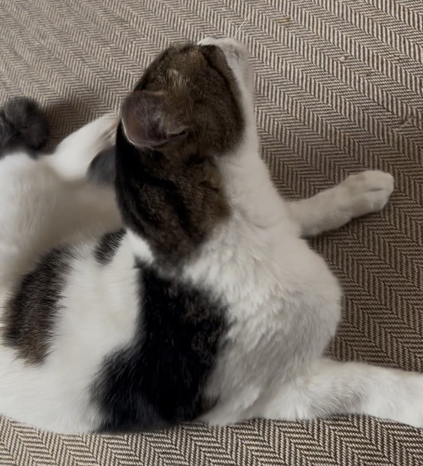 privateeye_pet's tweet photo. 【迷子猫を探しています‼️】

熊本県熊本市山室2丁目付近にて

8月17日から行方不明になりました💦

目撃した方はリプライやDMをいただけますと幸いです🙇‍♂️

名前：きーくん
性別：オス（去勢済）
年齢：10歳
体重：5kg
特徴：人懐っこい
　　　少し短めの尻尾
　　　背中の模様が丸

#迷子猫 #猫 #迷い猫 #熊本県 #熊本市 #拡散希望 #迷子ペットを守りたい