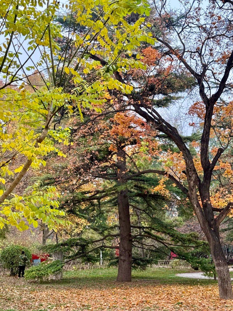 furlowforever's tweet photo. Chilly autumn breeze + golden leaves = the perfect pick-me-up for a gray mid-week! ， https://t.co/PQluWTcQop