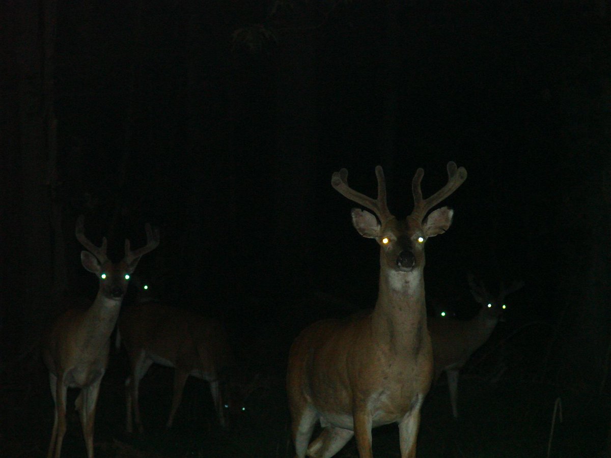 Trail_Cams's tweet photo. https://t.co/MV4m4Q75yp