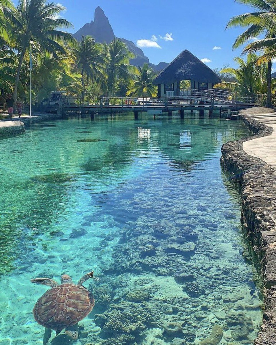 naturehealyou's tweet photo. Bora Bora https://t.co/ezfKJHb4SP