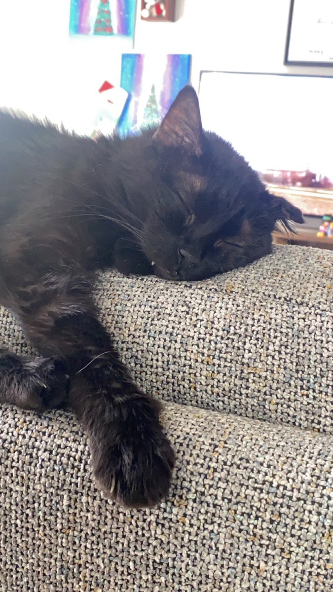 ItMustBeMiranda's tweet photo. 2 years without my srunkly baby and I miss her everyday https://t.co/sW2rTBfeWH