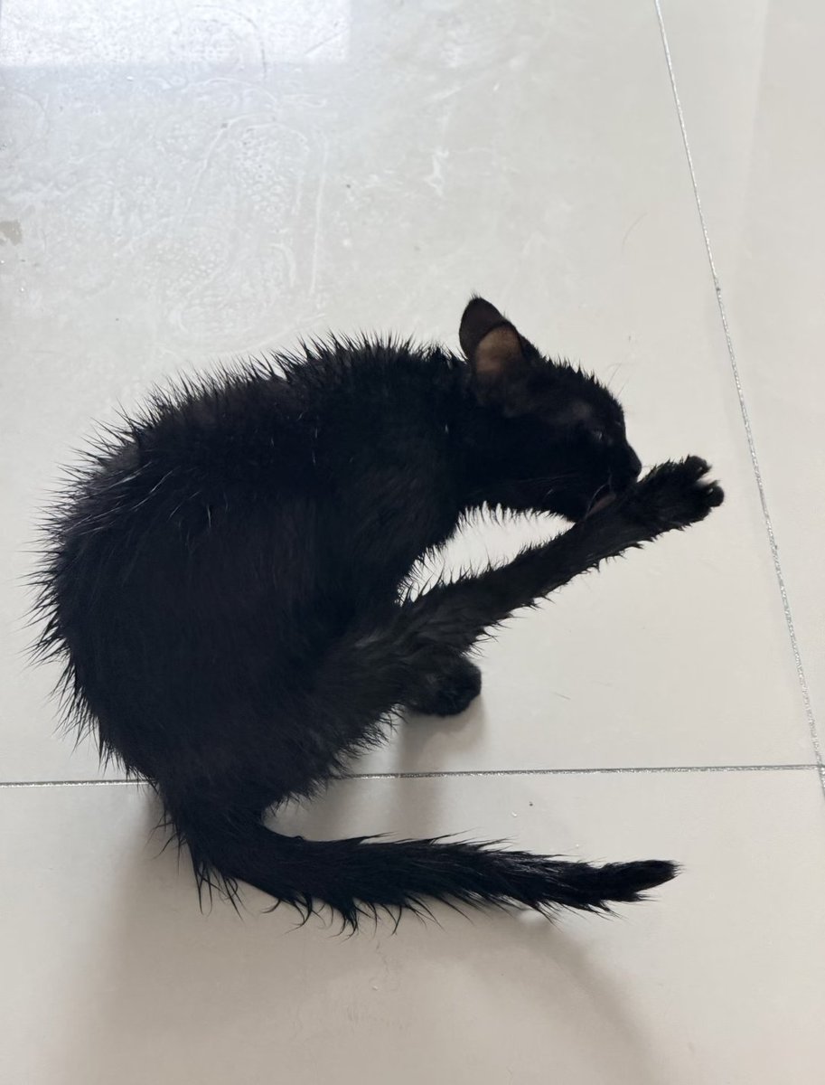 tmszhjh88's tweet photo. The black cat turned into a mouse https://t.co/5jaXqJyAPx