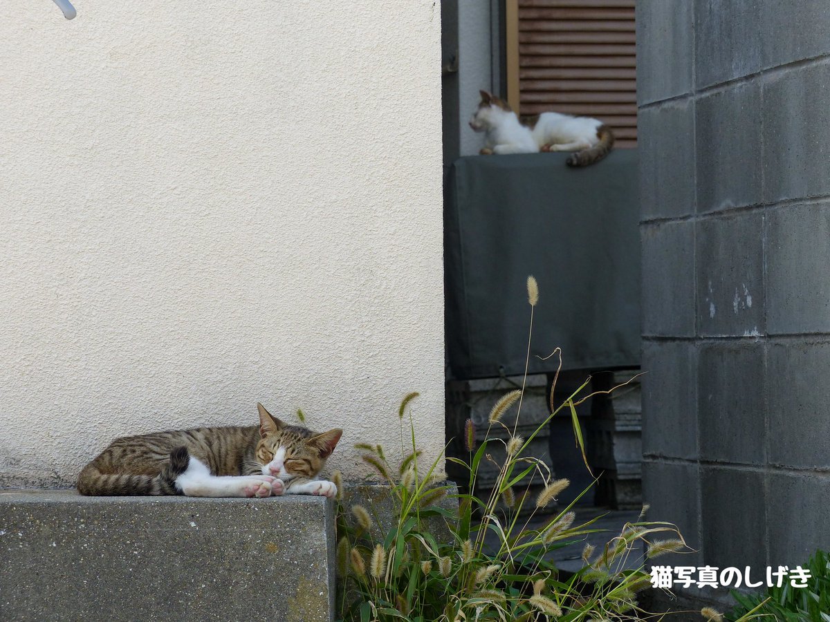 shigeki_cat's tweet photo. 2匹🐱
.
#居ますね
#猫 #cat #ねこ https://t.co/EGcfvJ3Tl5