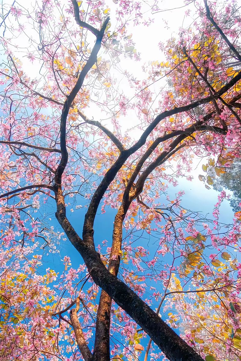 anon81's tweet photo. Growth isn't about becoming someone new—it's about uncovering the parts of you that were always there, softly shining as you walk through every messy, beautiful chapter. https://t.co/yuVR4necbo