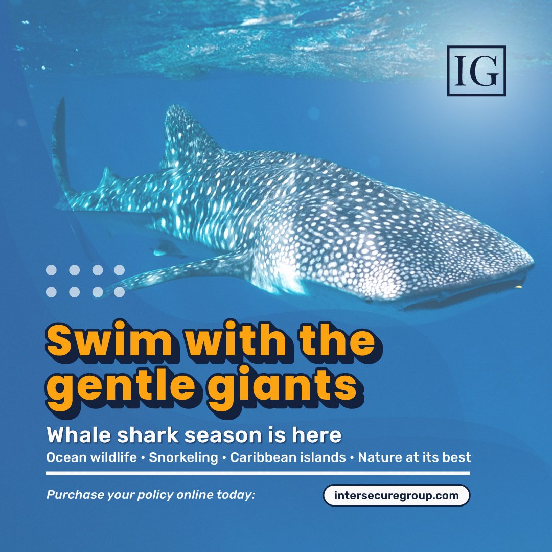 IntersecureG's tweet photo. From Cancún and Isla Mujeres, head out to see whale sharks in their natural habitat. July &amp; August are peak season! 🐋

Before you go, make sure your foreign-plated vehicle has liability-only insurance.
https://t.co/pseQKQ4i2i

#IntersecureGroup #WhaleSharkSeason #MexicoRoadTrip https://t.co/XU5B0GiKjM