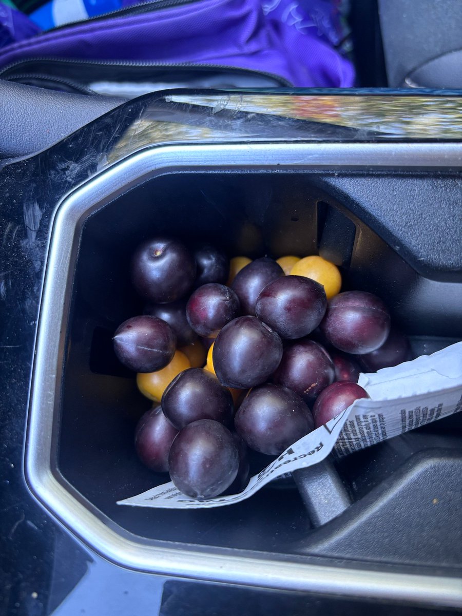 saffronandsky's tweet photo. My favorite caregiver, who only comes once a week, just sent me pictures from her trip w/her partner to forage & gather berries & fibers for dye & weaving. Most of my caregivers have a more business-like relationship w/me, but this one I feel connected to &, were I healthier, would be friends w/. These little gestures help me feel less locked away.