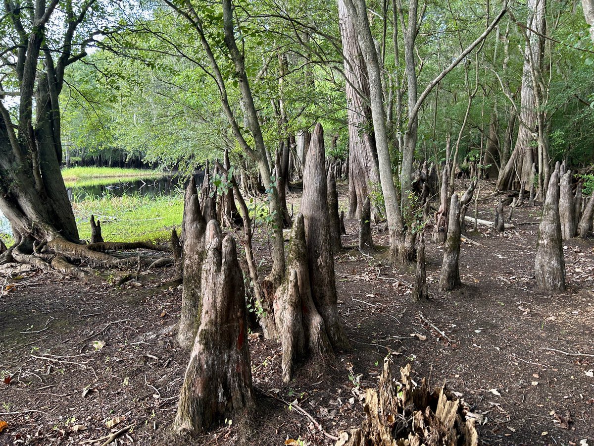 whoheisme's tweet photo. A forest of cypress knees https://t.co/AQxXHvgf4A