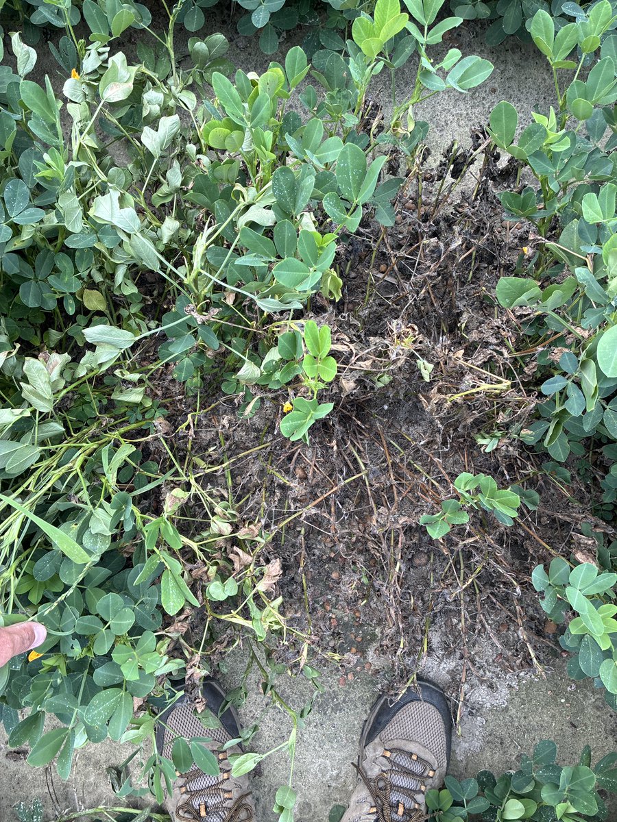 calecloud92's tweet photo. White mold running wild in peanuts https://t.co/TwrLRWHHVJ