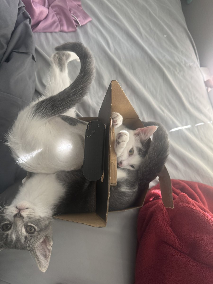 micanvinski's tweet photo. kitty update, they are getting so big 🥲 https://t.co/KAw19Aocie