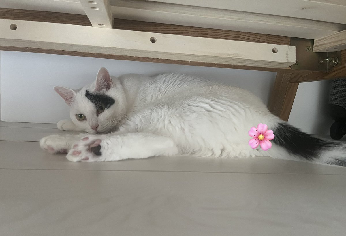 mameD_something's tweet photo. 朝からにくきう＆🌸見せつけねこさま🥹。ありがたやありがたや🙏。おはようございます🌞。 https://t.co/8sA0dDYtNT