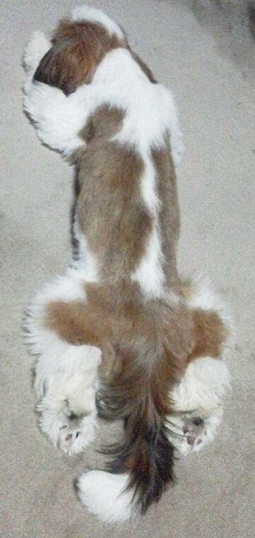 cPh7dKB1qGmnfgr's tweet photo. 6年前に行方不明になった
🐶シーズー犬を探しています😢

特徴➜焦げ茶色の背中に白い一本線

2020年7月26日、雷に驚いて家から飛び出した後すぐ、車で連れていかれたようなので広範囲で探しています
(目撃情報あり、警察へ連絡済)

情報提供のご協力、お願いします🙂‍↕️
#神奈川県 #横浜市 #迷子犬 https://t.co/5aLEvMiI7V