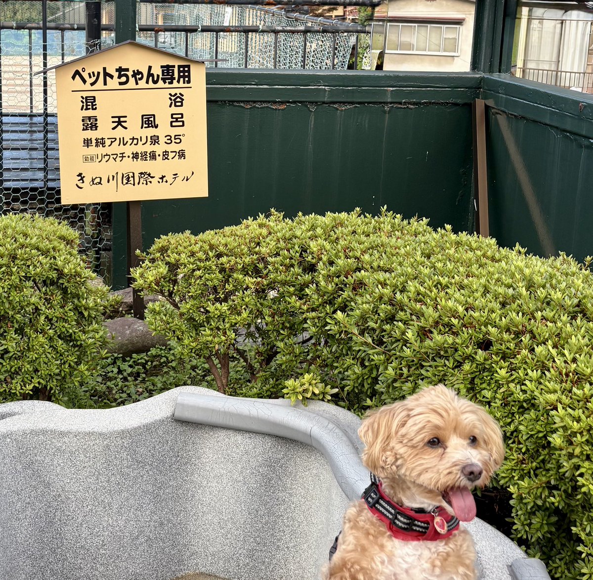 yowing4's tweet photo. 混浴可能とありましたが、我が愛犬は一応レディなので避けました😤 
#きぬ川国際ホテル https://t.co/5ElrAdFhHB