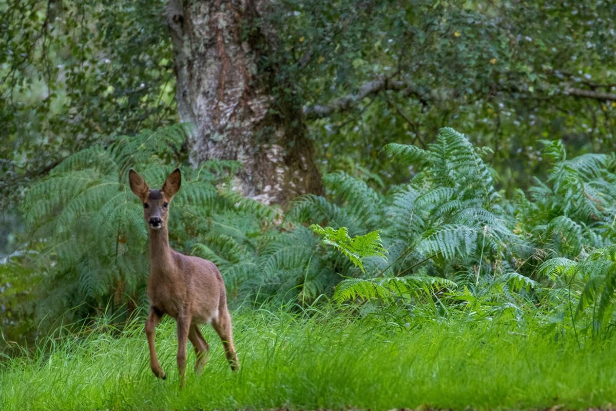 hodgetts_susan's tweet photo. #thicktrunktuesday

I think there ought to be a big old tree right there. And let's give him a friend. Everybody needs a friend. 🌳🦌

  ~ #BobRoss (1942-1995)

📷Balnagown Estate, Kildary, Ross-shire, Scottish Highlands
. https://t.co/kRNkOC5hLw