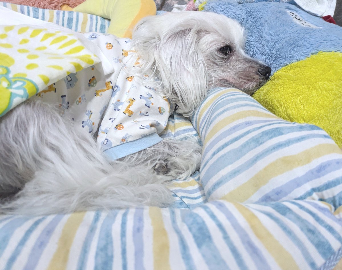 ChicreYuesan's tweet photo. おはワンコUo･ｪ･oU
おっちゃん仕事に行ったから
ちょいふて寝の息子氏
#���ャイニーズクレステッドドッグ https://t.co/HiN6kLQZR0