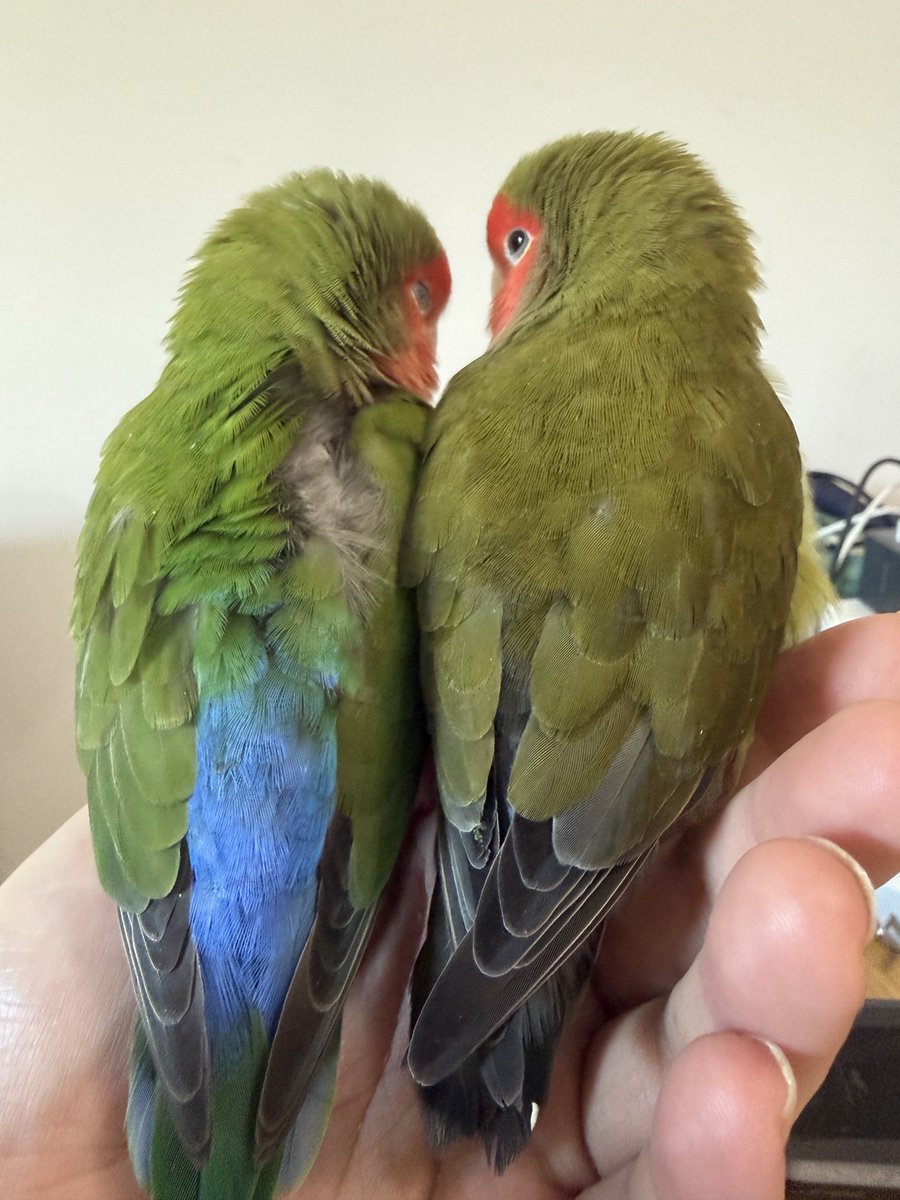 tocotoco_toucan's tweet photo. ほかほかクチバシポケット https://t.co/tx0oCk7U5Q
