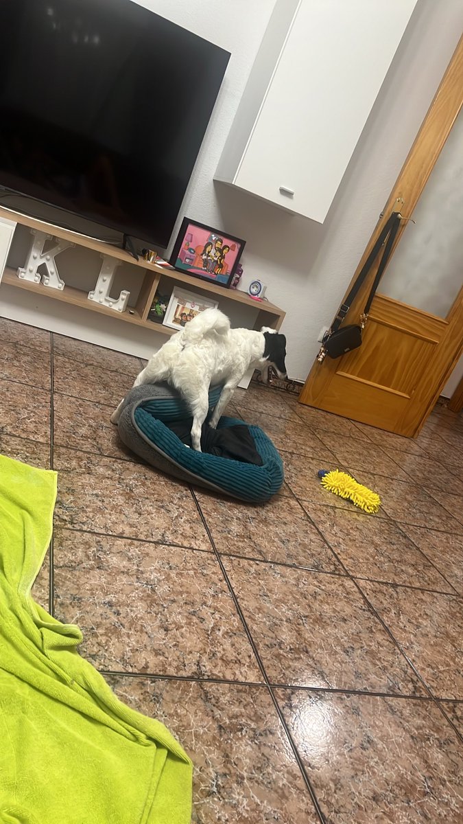 Baelalol's tweet photo. Fumemos a Oreo,
Tías casi le arranca la oreja a cheis 💔 me mandaron con el arriba https://t.co/31OkhWlI0L