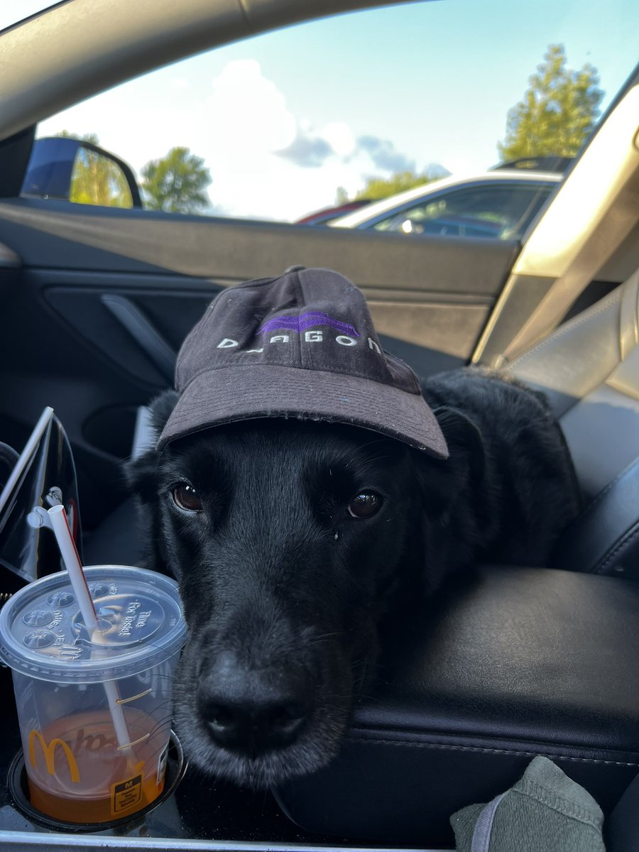 KristinaFitzsi's tweet photo. I stole a doooggoooo :) My cousins dog Pluto, such a good boy 😊 https://t.co/W2qeMOR3c8