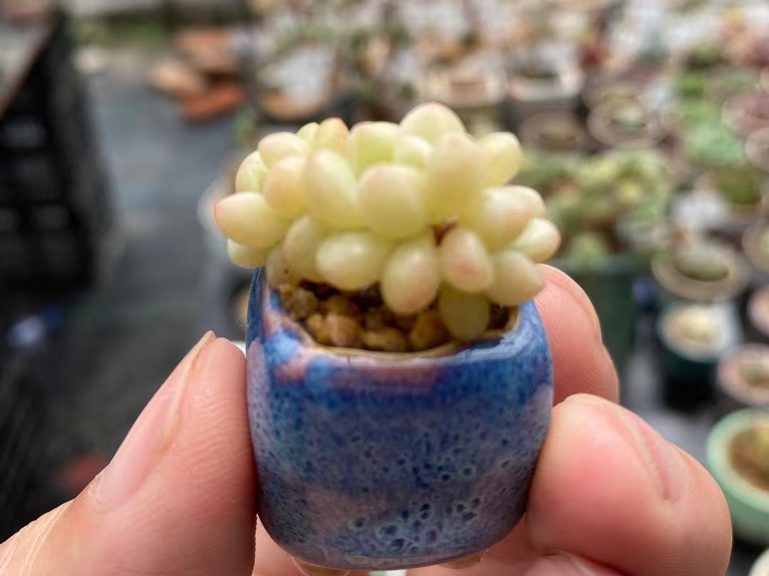 VicenteHuevb's tweet photo. Just upcycled an old glass jar into a cute mini plant terrarium with succulents—no fancy tools needed! Small DIY wins = big daily joy https://t.co/Jbu2CtBo3J