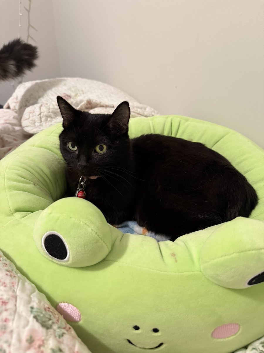 PIPLUPG1RL's tweet photo. @C0SMICDUSTS boo, munchkin (munchie), and spooky (mr. pookie) https://t.co/qrGzbFFfHe