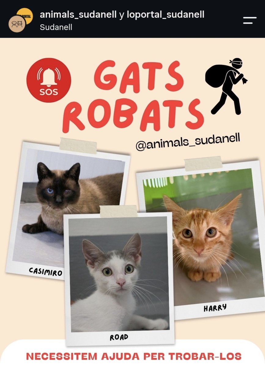 Neinei_rescue's tweet photo. HAN ROBADO A TRES GATOS QUE ESTABAN EN ADOPCIÓN!!!!

En Sudanell 📍 
Por favor, si alguien sabe algo. No diremos de donde sale la información. Nadie roba a tres gatos que están en adopción para hacer cosas buenas con ellos.

😭No quiero imaginarme para que los quieren.

Por favor, máxima difusión.