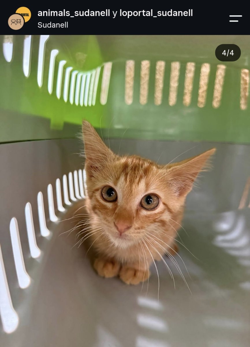 Neinei_rescue's tweet photo. HAN ROBADO A TRES GATOS QUE ESTABAN EN ADOPCIÓN!!!!

En Sudanell 📍 
Por favor, si alguien sabe algo. No diremos de donde sale la información. Nadie roba a tres gatos que están en adopción para hacer cosas buenas con ellos.

😭No quiero imaginarme para que los quieren.

Por favor, máxima difusión.
