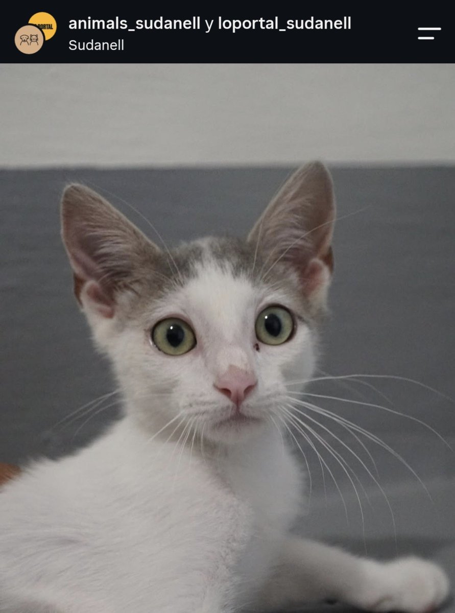 Neinei_rescue's tweet photo. HAN ROBADO A TRES GATOS QUE ESTABAN EN ADOPCIÓN!!!!

En Sudanell 📍 
Por favor, si alguien sabe algo. No diremos de donde sale la información. Nadie roba a tres gatos que están en adopción para hacer cosas buenas con ellos.

😭No quiero imaginarme para que los quieren.

Por favor, máxima difusión.