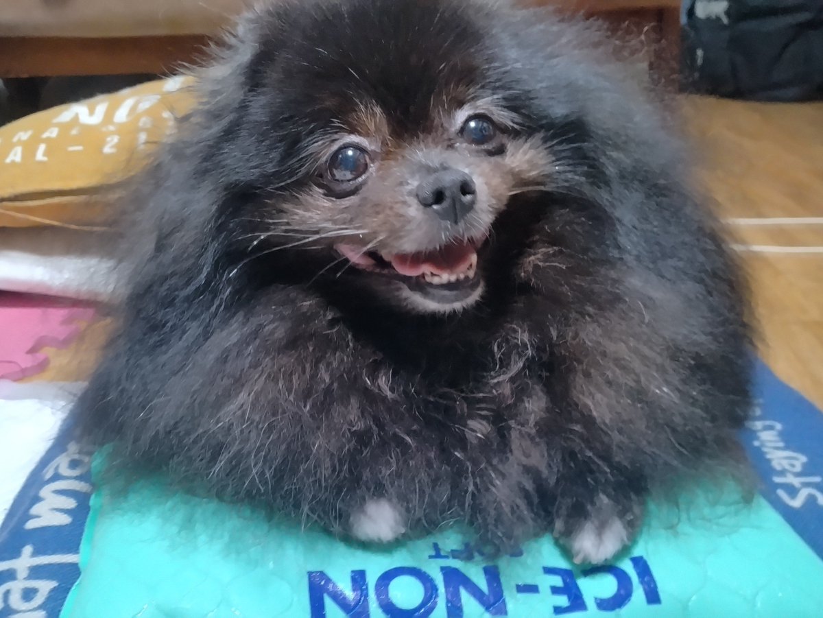 aoisoraakai's tweet photo. おはおはわん✨❤️🐶❤️✨　冷たいわん✨🐻✨
#ポメラニアン　#黒ポメ　#犬　#いぬ　#わんこ　わんわん　愛犬　ポメ　可愛い犬　ワンコ　ワンワン　イヌ　黒ポメラニアン　dog　わんちゃん　くぅ　空ちゃん　くぅちゃん https://t.co/ccqD1EKh9c