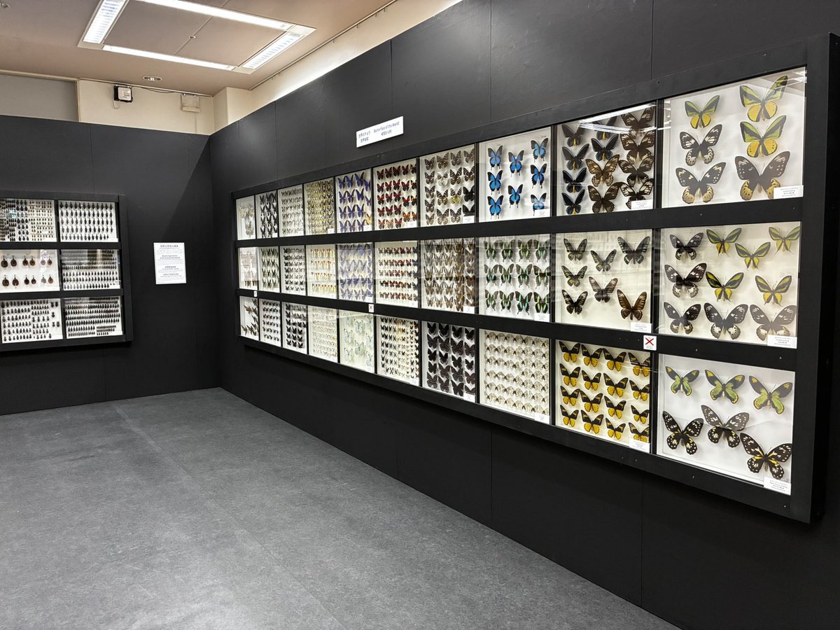 fuk_daikonchu's tweet photo. 終了まで残り1週間！🐞🔍
#ふくおか大昆虫展 #大鉱物展
もいよいよラストスパート！

丸山先生監修の昆虫標本をはじめ、生きたカブトムシ・クワガタ、カイコの展示、美しく大きな鉱物や珍しい光る鉱物も必見です✨

お盆明けの平日は、ゆっくりご覧いただけます。

https://t.co/WnBMQN3Pdn https://t.co/Rf73rMJ4f7