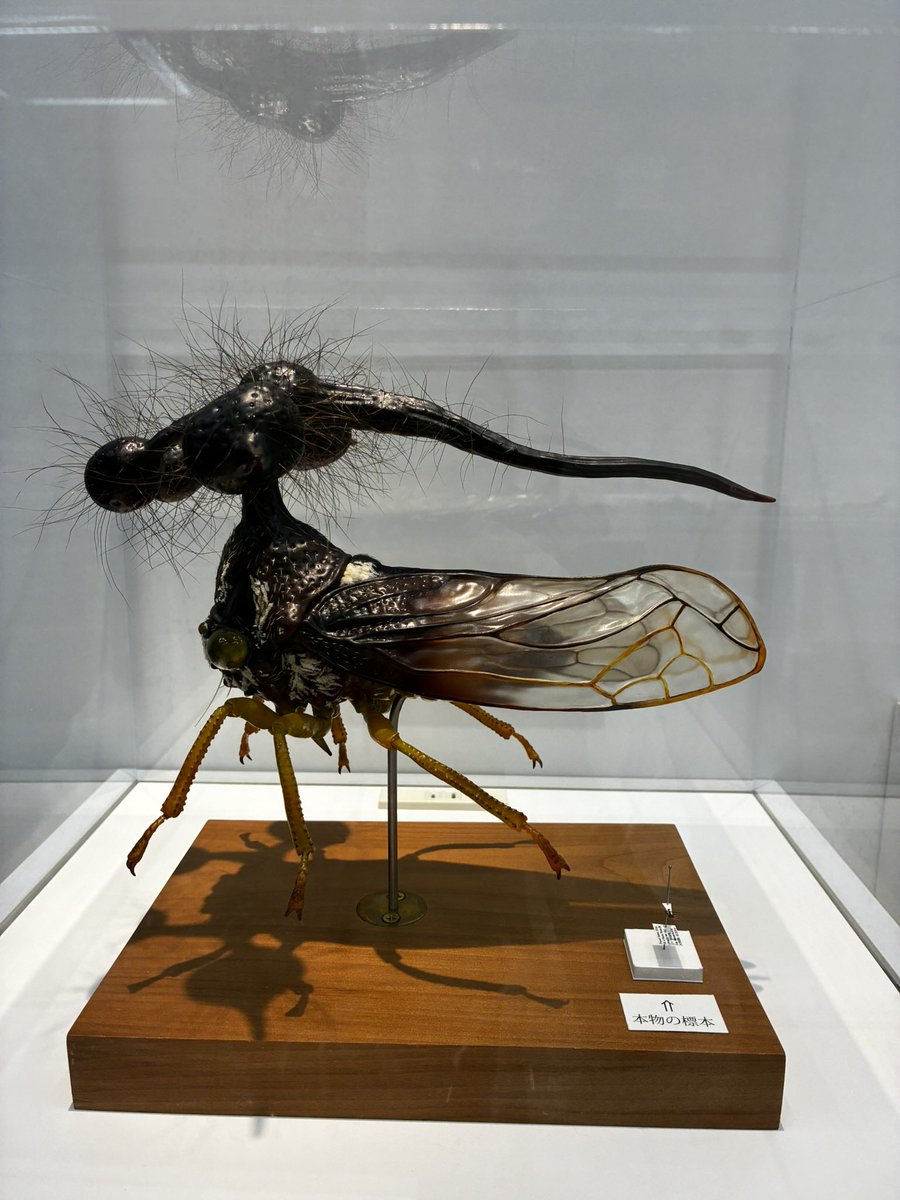 fuk_daikonchu's tweet photo. 終了まで残り1週間！🐞🔍
#ふくおか大昆虫展 #大鉱物展
もいよいよラストスパート！

丸山先生監修の昆虫標本をはじめ、生きたカブトムシ・クワガタ、カイコの展示、美しく大きな鉱物や珍しい光る鉱物も必見です✨

お盆明けの平日は、ゆっくりご覧いただけます。

https://t.co/WnBMQN3Pdn https://t.co/Rf73rMJ4f7