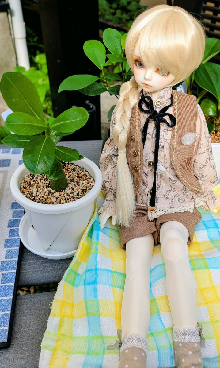 d0_itk_1l's tweet photo. ディムくんの名前の由来にしたアデニウムを育て始めた。やや難しそうだけど、頑張って育てる✊
#rosenlied https://t.co/TM5u3m3wpJ