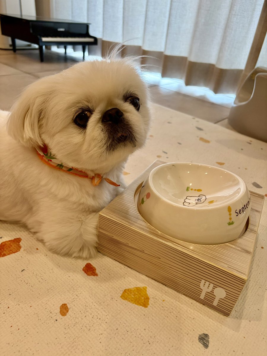 kohaku220907's tweet photo. 朝ごはんしっか���完食🍚💮

お決まりのドヤァ🐶✨✨
#ペキニーズ
#犬のいる暮らし
#朝ごはん
#ドヤ顔 https://t.co/DXy9JSx5qT