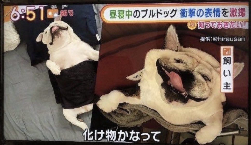 z9alph's tweet photo. ぺっちゃんこ https://t.co/fq5VFmGSJs