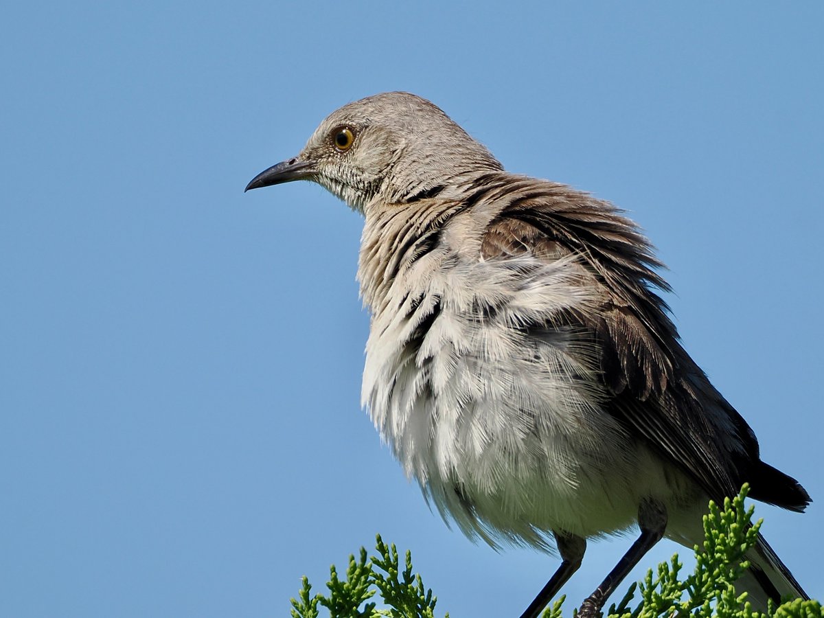 mawgdn's tweet photo. #AlphabetChallenge #WeekFforFilm
To Kill a Mockingbird, 1962
Why didn't I think about this one earlier 🤔😀
Daily #Mockingbird #birdwatching Marine Park, Brooklyn 08/15/26 https://t.co/5u66SLFP0P