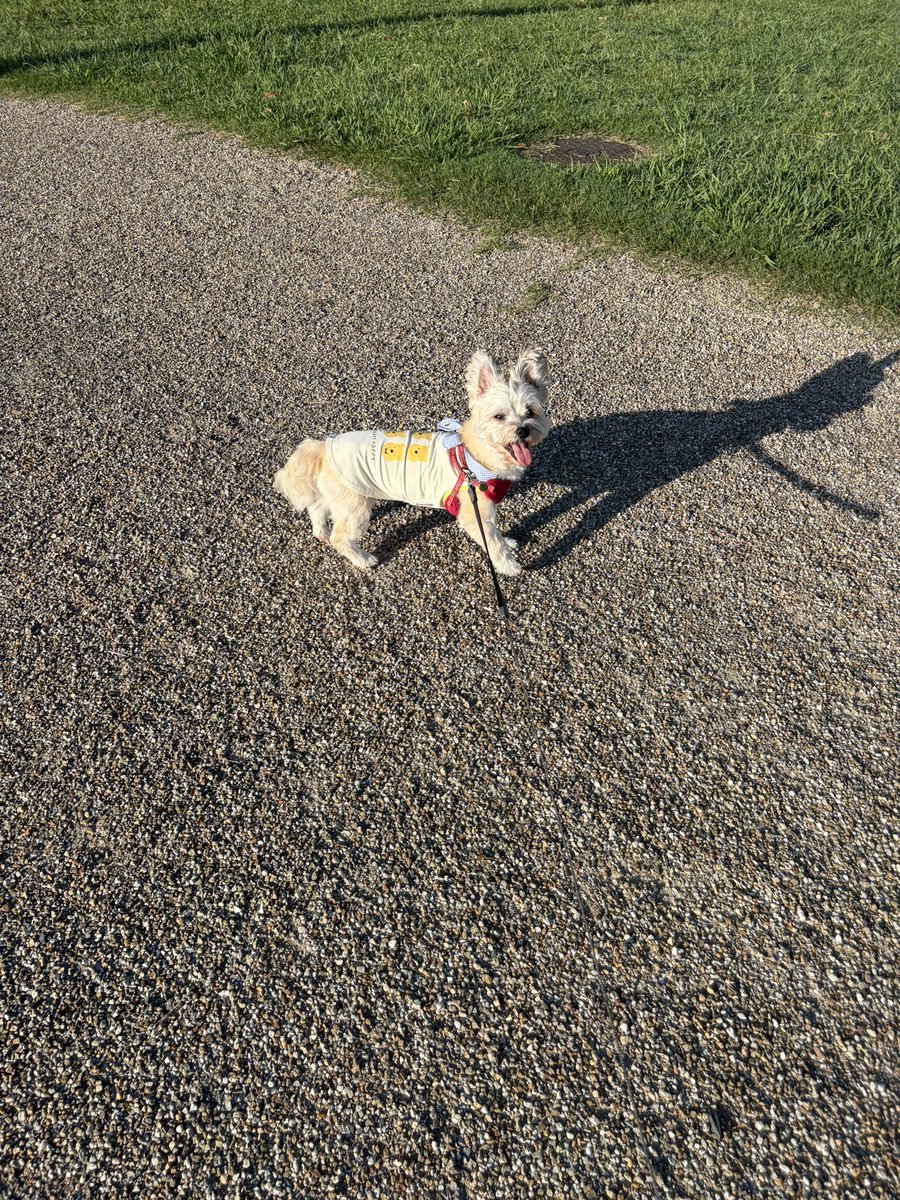 24smile5y's tweet photo. おはようございます
ママお休みなので早朝の公園行ったよ🐶 https://t.co/LvZzz8OW6t