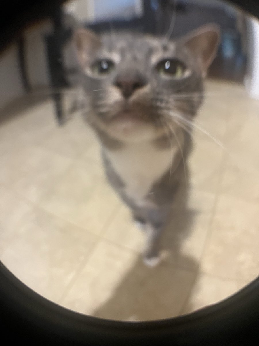 makecatsbetter tweet picture