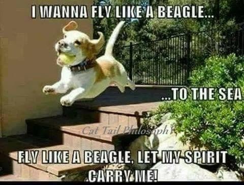 ACheryl80675's tweet photo. 🥰🐕🐕🐕🐕🎶🎶🎶🎶🎶🎶 https://t.co/W16GcyAKYE