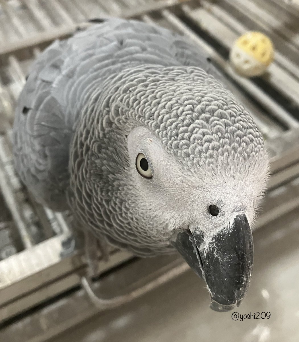 yoshi209's tweet photo. 今週も乗り切っていきましょう♪

#インコ
#ヨウム
#グリちゃん
#今週もご安全に https://t.co/OcjUapwGnh