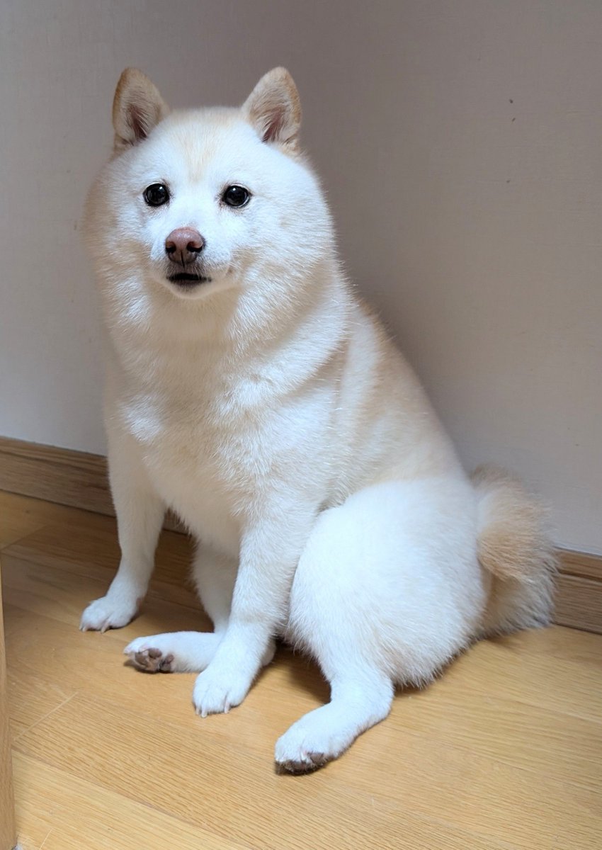 KURUMILK118's tweet photo. 犬のお姉さん座りって可愛いよね https://t.co/GSqJa8vkei
