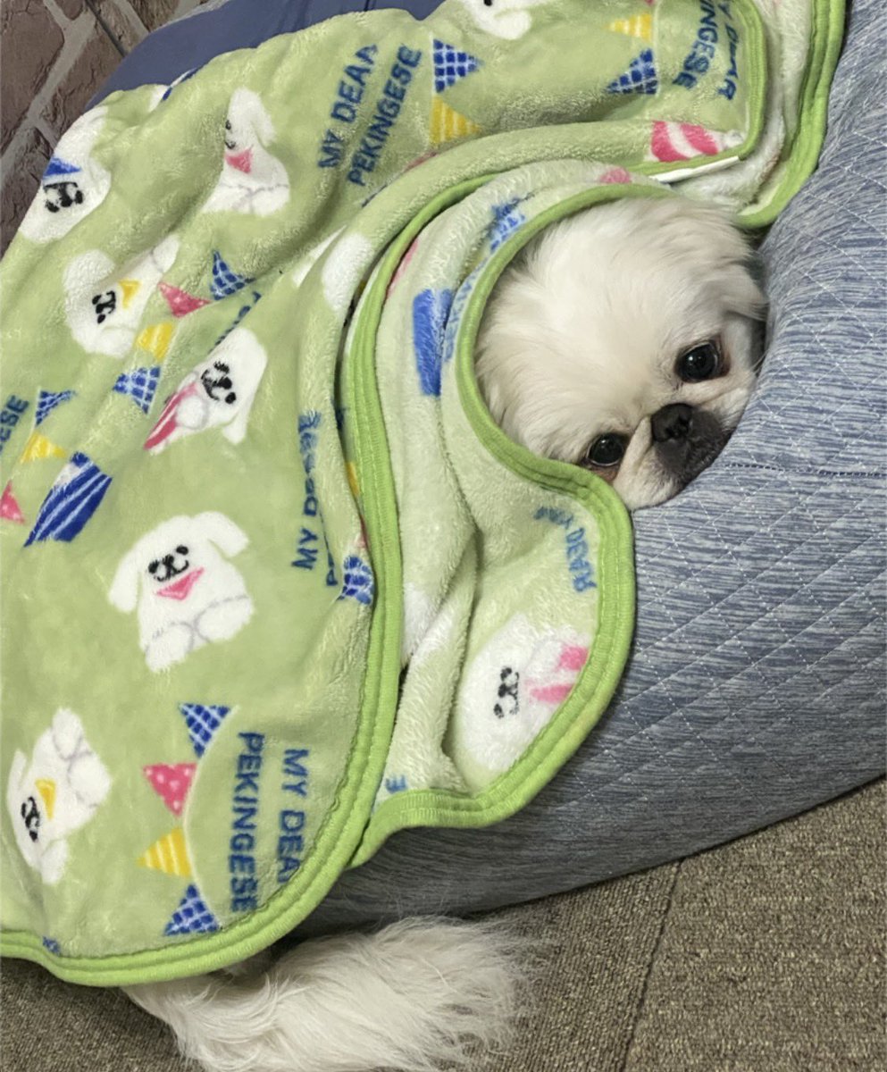 pekinobis's tweet photo. https://t.co/186muchZXi