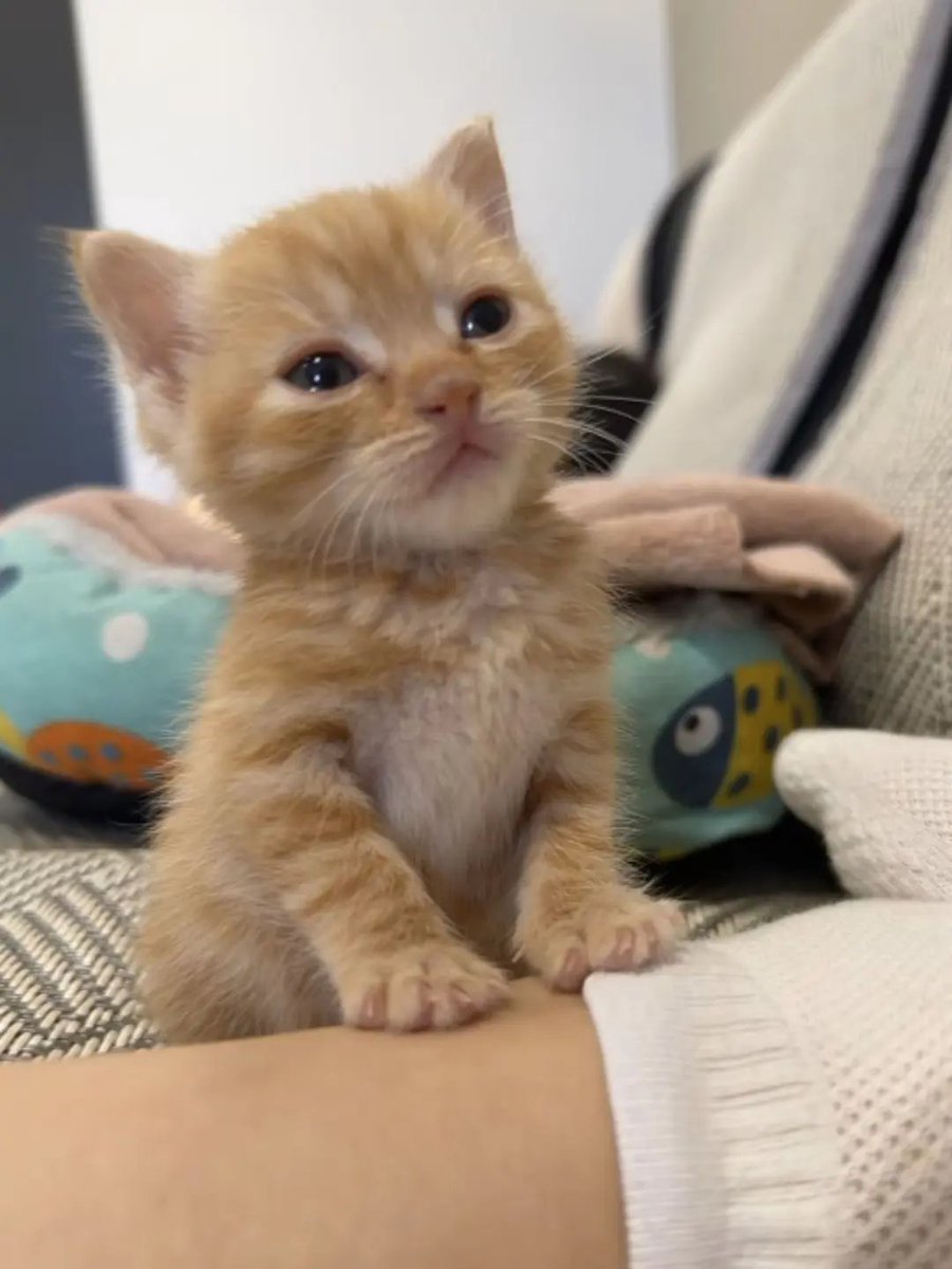 catsloversclubx's tweet photo. Those sleepy eyes and tiny paws are too much to handle. 😭💕 https://t.co/HM5J8zUP2T