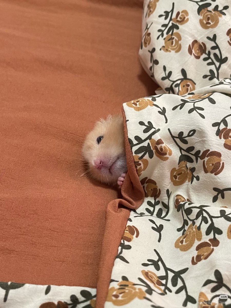 TweetsOfHamster's tweet photo. https://t.co/PZlZaVd9U0