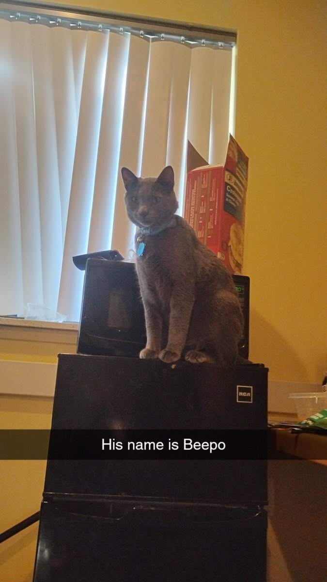urlocalterf's tweet photo. I renamed my cat Beepo. He didn't respond to nuke or nuclear missile but does respond to beepo so yeah https://t.co/upEIYaXpt7