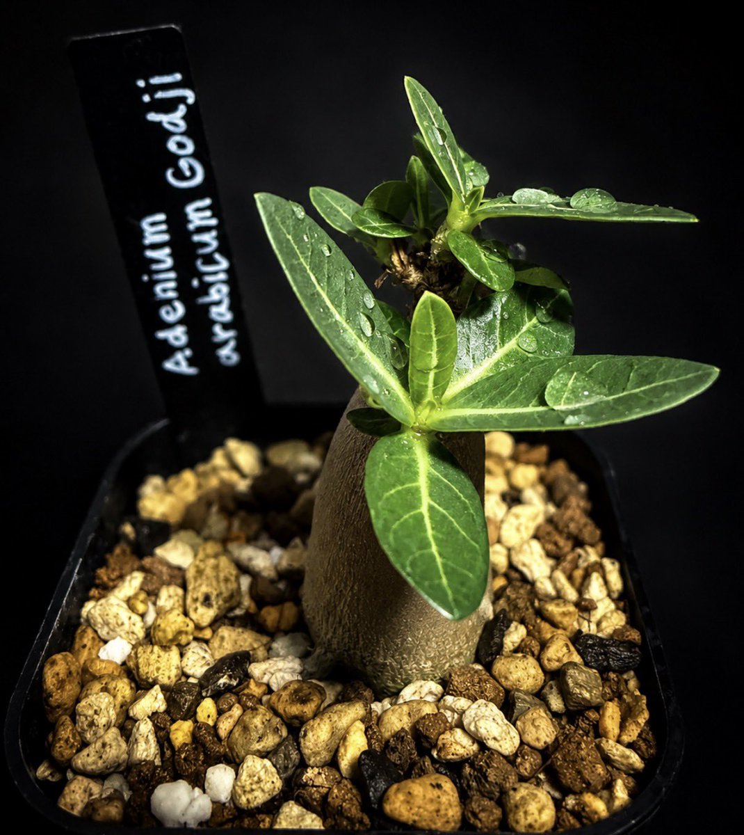 yurururu_engei's tweet photo. Adenium arabicum Gohji 🌵

まだまだたけのこ状態だけど、
葉っぱがにょきにょき出てきてくれてる🌱

一度、葉を全部落としちゃったけど、
ここ最近はだいぶ安定してきたね☺️

ゆっくりでも元気に育ってくれれば、それでよし🪴

さてと、お仕事しますかっ💻

#Adenium #AdeniumArabicum #Caudex https://t.co/BmCFtAuCtn