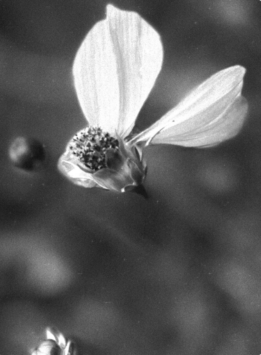 CarlaJeanMar's tweet photo. Black &amp; White flying  flowers from New York https://t.co/G40EPmVnOh