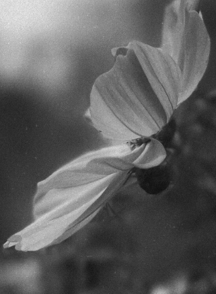 CarlaJeanMar's tweet photo. Black &amp; White flying  flowers from New York https://t.co/G40EPmVnOh