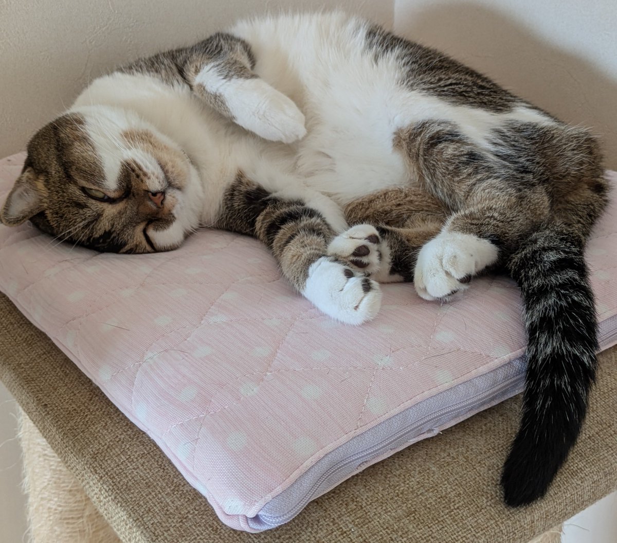 elle_zo's tweet photo. 先住 #猫 たちは新人黒猫2匹が加入して　女王さま猫は我関せず　デブは1号に対して近づくとｼｬｰ！の猫パンチ(上下関係をはっきりさせるため　いいぞ　もっとやれ)　2号に対しては隔離飼育なので　2匹共　どこかで誰かが鳴いているけど？程度ですね #猫のいる生活 https://t.co/V44bPEDd6s