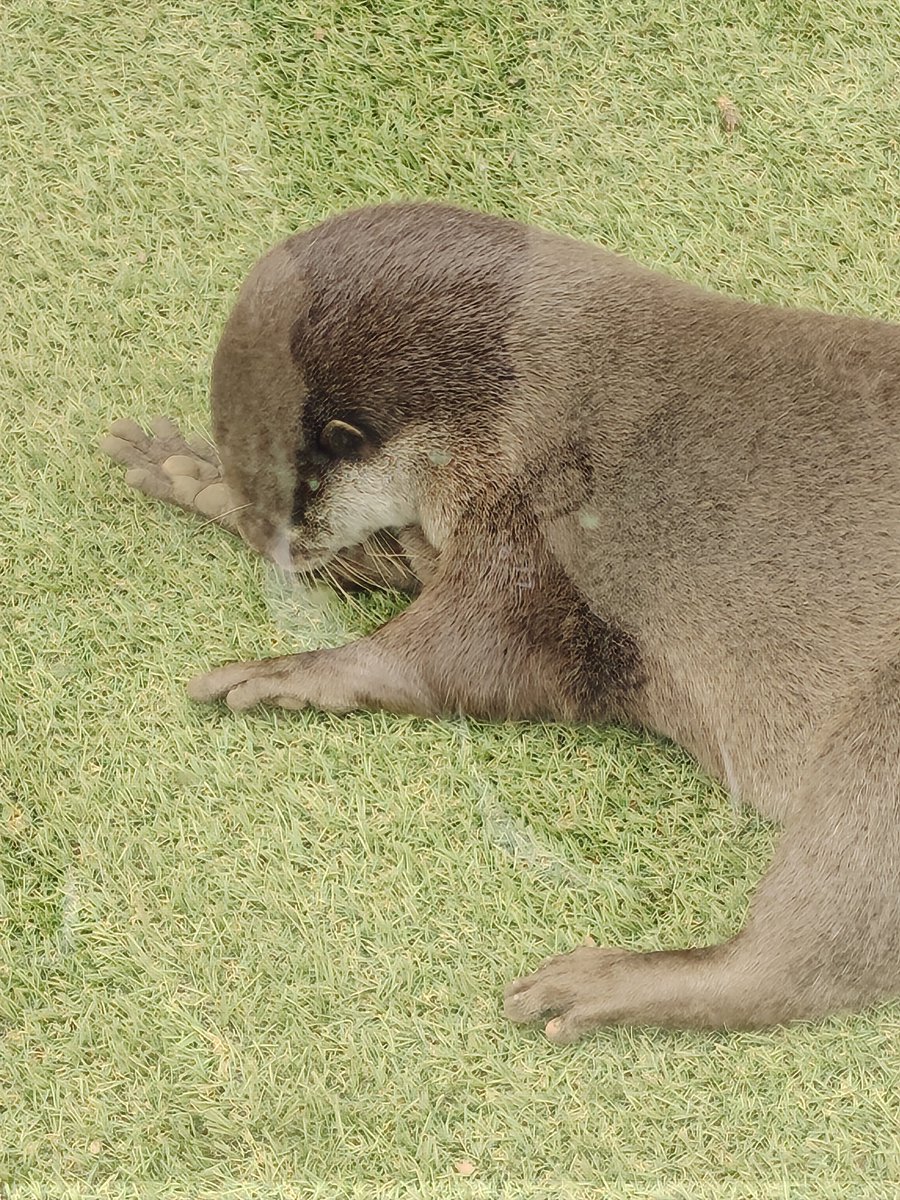 mikaring_92's tweet photo. 帰りにシャボテン動物公園に行った。カピバラに触れた。 https://t.co/m5IuLzSvOr