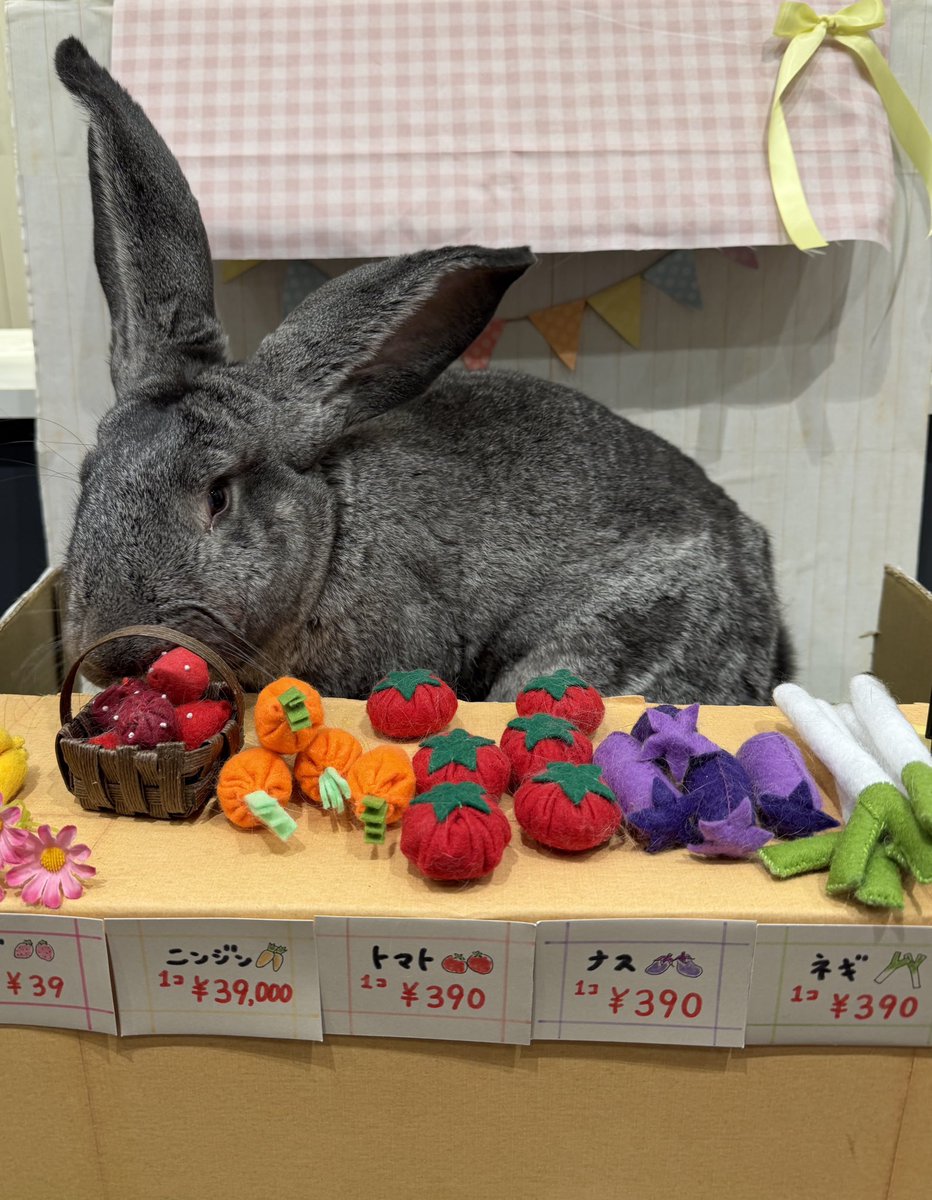 tama_t_blaster's tweet photo. #NIKKE
#シンクロレベル
#うさぎ
#フレミッシュジャイアント
シンクロレベルが上がり戦闘力1000000まであとちょっと🍓🍓💩🐰🍓🍓💩🐰🍓🍓💩🐰🍓🍓💩🐰🍓🍓💩🐰🍓🍓💩🐰🍓🍓💩🐰
NIKKEのうさぎ最高&amp;リアルうさぎも最高です🍓🍓💩🐰🍓🍓💩🐰🍓🍓💩🐰🍓🍓💩🐰🍓🍓💩🐰🍓🍓💩🐰🍓🍓💩🐰 https://t.co/BQcCRTgbzF