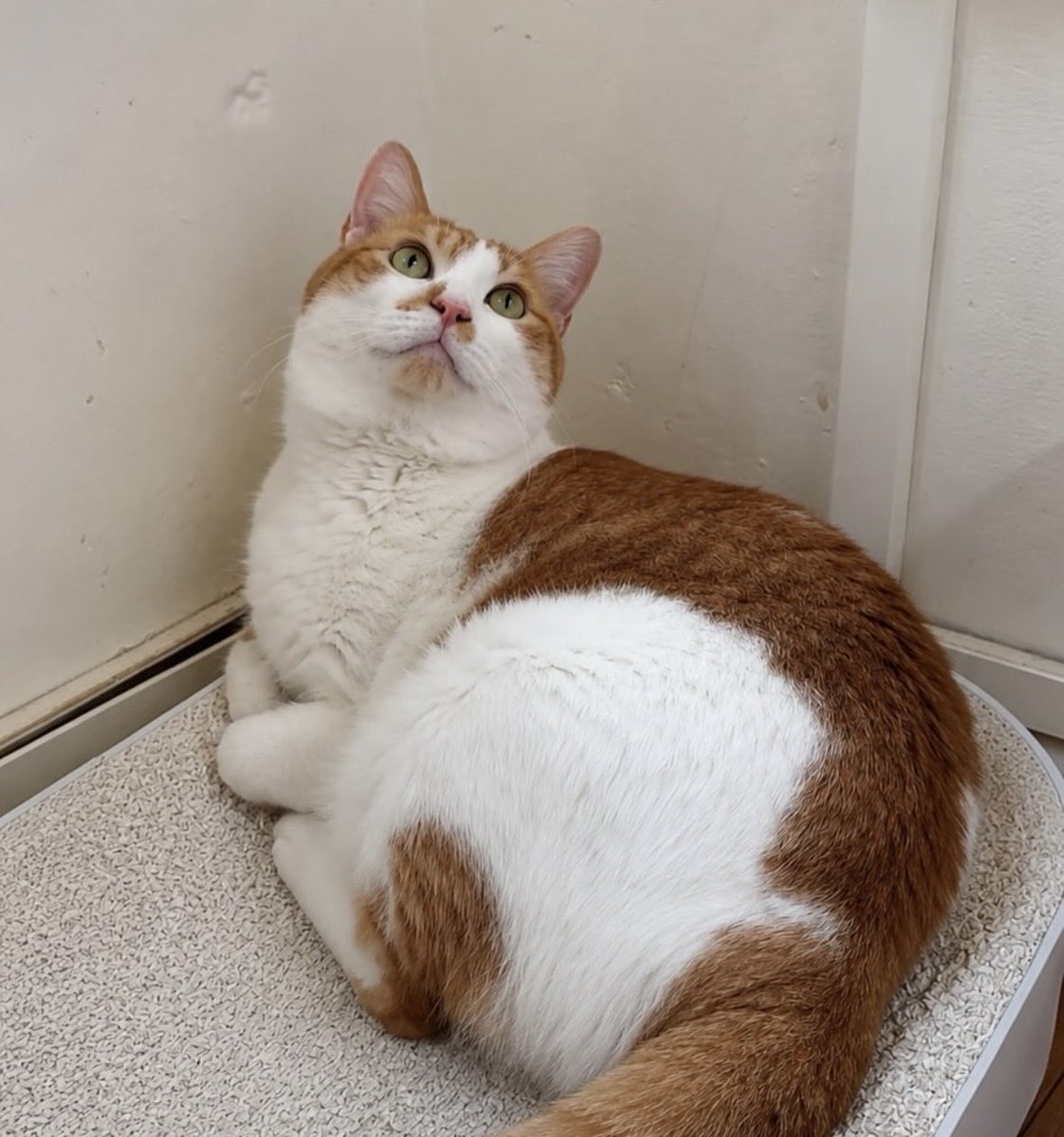 hsn518catcat's tweet photo. RT요청) 강아지농장에서 구조된 룽지 가족 찾아요

룽지/2살추정/여아

🐾구조사연
 강아지 농장에 어느 날 갑자기 생후 2개월 정도의 아기 고양이, 룽지가 나타났어요.
강아지들과도 너무 잘 어울려 지냈지만, 농장 주인은 룽지를 쫓아내려고 해서 구조되었어요.

입양문의는 DM부탁드려요.. https://t.co/yoBWStjH1z